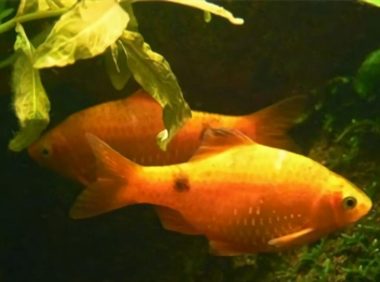 黑斑鲫身份信息