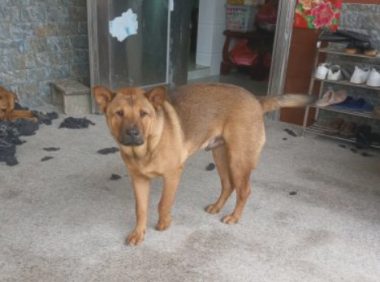 土狗不仅喜欢宅在家中，还特喜欢睡觉，一会儿一觉