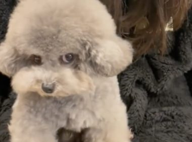 男子没带食物 泰迪秒变邪恶摇粒绒 狗狗眼神藏“杀气”