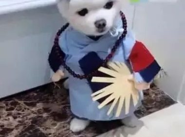 狗狗被主人打扮成济公