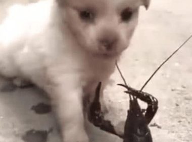 狗狗在院子惨叫, 以为有人在虐狗, 走到外面一看, 无法淡定了