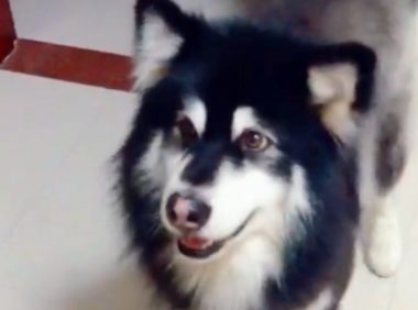 主人放烟花，阿拉斯加用爪子摁灭，狗：这个危险，主人站远点……