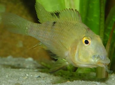 牛头鲷身份信息