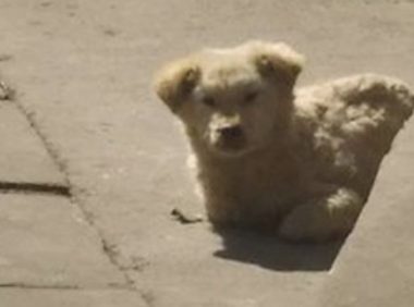 大街上巧遇只流浪犬，总感觉它有哪些心思，送去查验后女生心都凉了