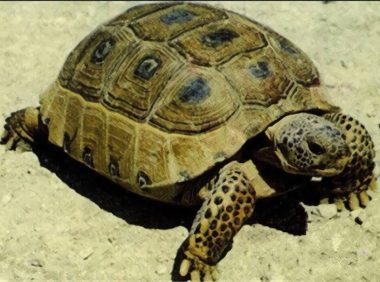 墨西哥地鼠龟身份信息