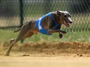 偷带狗狗上长途汽车 | 偷带宠物乘车之风,缘何屡禁不止?