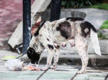 老年斑点狗被遗弃，饿到瘫软在地，被收养后主人感觉捡到宝！