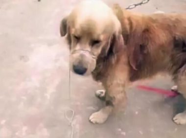 狗狗被拴在公园的凉亭等了3天