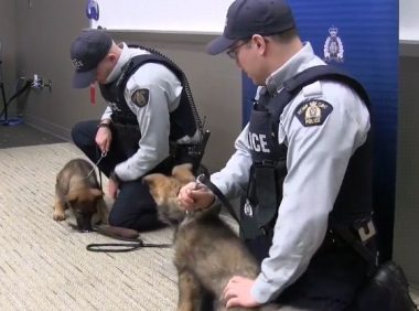 小警犬刚上课,就跟同学发生“矛盾”,训练师:是个好苗子