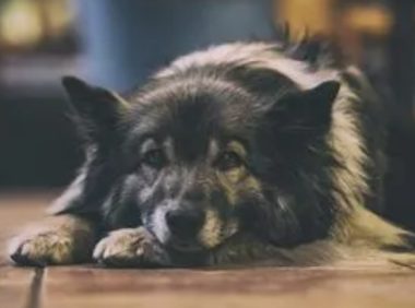 宠物狗被撞引纠纷民警调解化矛盾