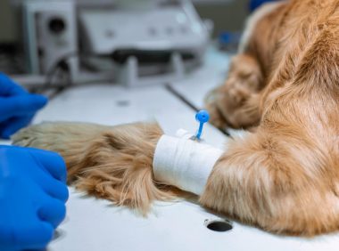 美国一宠物狗突发呼吸窘迫症,死后被查出感染新冠病毒