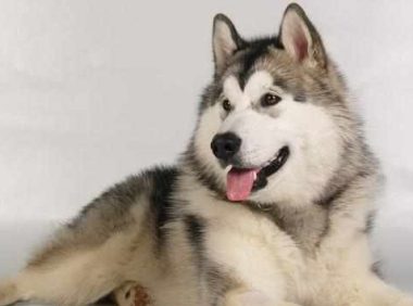 朋友送我只小阿拉,可能是一个披着狗皮的猪,我要破产了