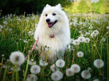 深圳萨摩耶定点大小便训狗价格？趣多乐宠物定制55天狗狗训练方案