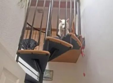 狗狗爬上楼梯后出现恐高症状拒绝下楼梯