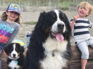 小孩子捡到漂泊小狗狗，央求爸爸妈妈留有喂养，长大了感受一头伯恩山犬