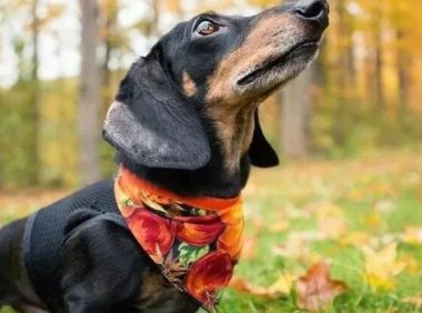 主人打狗，为啥狗从不反抗？兽医直言：在狗狗眼中你是这样的