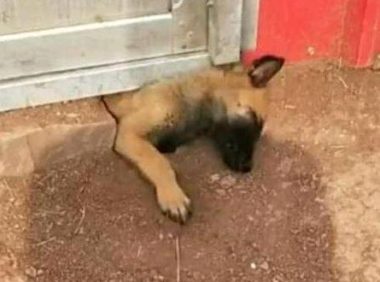 你知道你的狗子为了出去玩 有多拼吗?