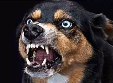 狂犬病为何致死率高达100%现代医学这么发达,如何对抗狂犬病?