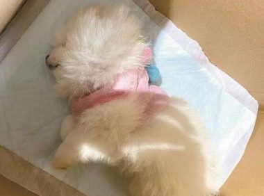 接连死两只！一宠物店被指售卖“星期狗”