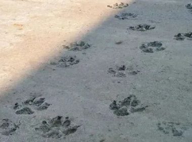 水泥地被踩脚印,肇事狗满脸不屑:这是艺术