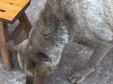 主人用筷子夹肉给田园犬,它示意扔地上,刻在骨子里的礼仪