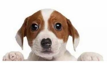 最名贵的几种宠物狗，最低万元起步，你养了嘛