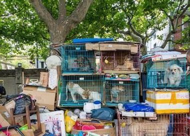 上海大叔离家拾荒住大街 乐当3000隻浪犬爸爸
