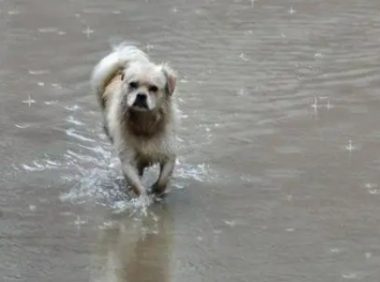 狗狗下雨天还总往外跑，主人一气之下直接用路上积水给狗洗了个澡