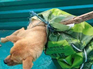 150块钱，不到15斤的小土狗被装麻袋卖上狗肉车，小伙：两天没喂它了