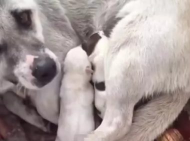 流浪狗蹲在门口求助，大妈跟过去一看发现这只狗狗不简单！