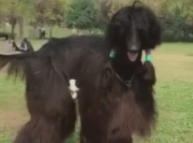 狗狗个子 高达二米 ，在公园造成 看热闹 ，那么 大个儿 太少见！