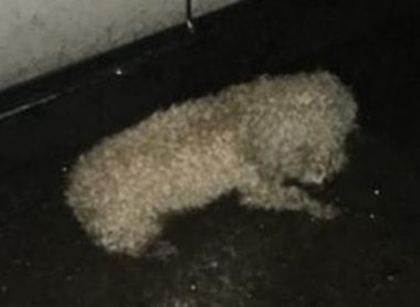 下雨天流浪狗被淋得直发抖,从宠物狗沦为到流浪狗,样子看见好可怜