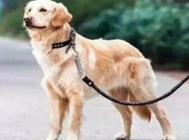 铲屎官开“火车”遛狗,一只狗狗占一节车厢,回头率太高!