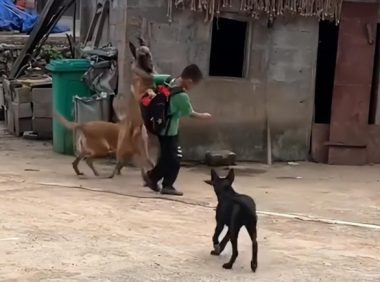 特别的“家人”!狗狗持续三年接小主人回家,为何说狗聪明通人性