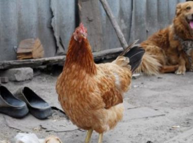 城市狗狗来到乡下后，竟被一群鸡欺负，狗粮天天被霸占敢怒不敢言