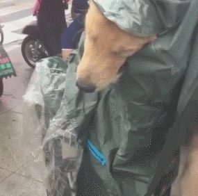 网友带小狗出门下大雨,自身淋着,金毛却衣着雨衣