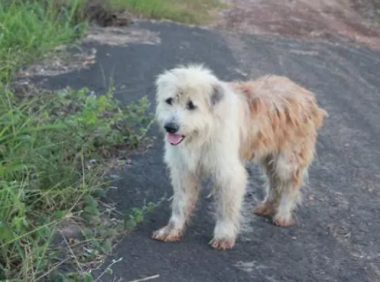 狗狗走丢了，路口等待主人4年，重逢时，它却不跟主人走了