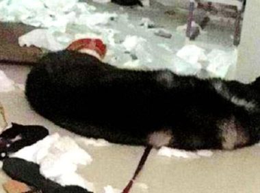 二哈拆家屡教不改，把它跟猛犬关在了一起，早上一看，笑出猪叫声