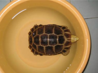 缅甸陆龟身份信息