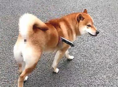 柴犬手上插着把刀流着血，路人想来援助