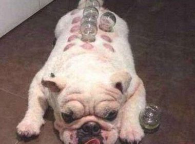 现在狗狗懂得享受生活,天天爱上拔火罐,背后的原因让人哭笑不得