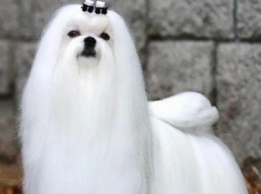 令人哭笑不得的高大尚贵族犬