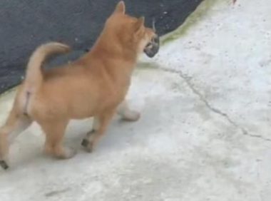 田园犬不清楚从哪儿捉的耗子，昂首阔步的走回家了，小表情真忘形呀！
