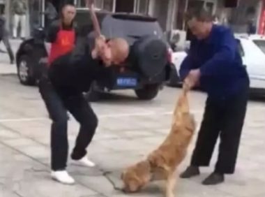 狗主当街殴打金毛致死，临死金毛还在不断摇尾巴求饶！
