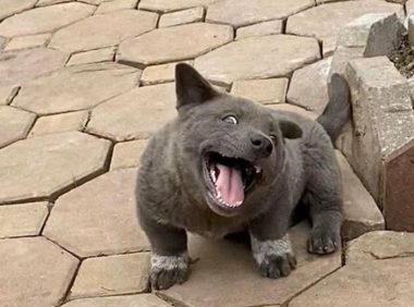 村里养了只长得像猫的狗，仗着外形到处得瑟，直到遇上大哥