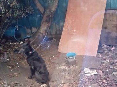 露宿户外老黑狗 台风来前获救援