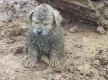 司机在泥田里捡到只土狗又脏又丑，善心带回去，想不到却被抽脸了