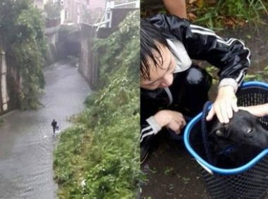 小黑狗暴雨中卡水沟 黑衣暖男洗衣篮捞上轻抚