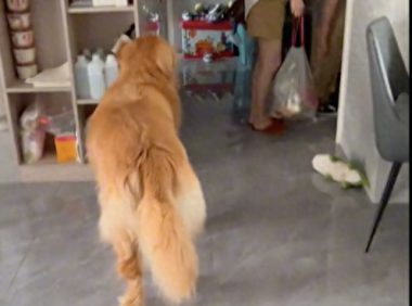 狗狗得知主人带它去玩时，第一反应是不相信