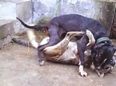 比特犬欺压土狗,将它按在土里暴揍,下一秒界面,令人瞪大眼睛!